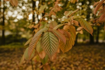 photograph of delicate autumn leaves