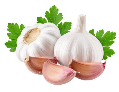 Two garlic bulbs with cloves and green parsley garnish