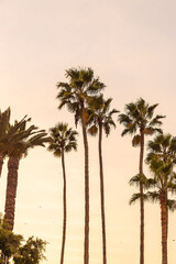 Tall palm trees against a warm sunset sky in a coastal city in North Africa.