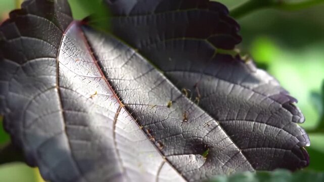 Closeup of a vibrant purple leaf with intricate veins showcasing the beauty of nature and botanical details in a serene outdoor setting with soft lighting.