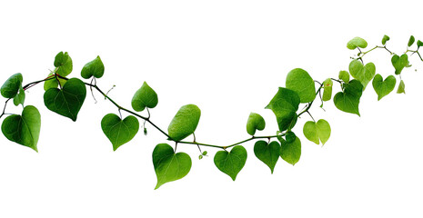 Obraz premium Lush green vine with heart-shaped leaves curves on black