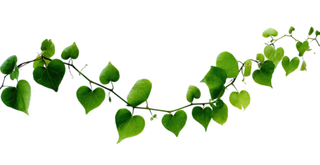 Lush green vine with heart-shaped leaves curves on black