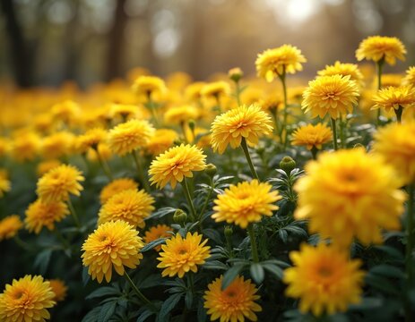 Field full of yellow chrysanthemums in gentle sunlight. Many small yellow flowers bloom in garden. Green leaves and stems. Soft blurred background. - Powered by Adobe