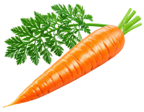 Bright orange carrot with fresh green leafy top