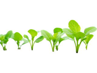 Green vegetable seedlings growing in soil isolated on transparent background, perfect for eco and nature visuals..