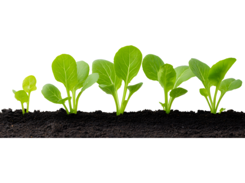 Green vegetable seedlings growing in soil isolated on transparent background, perfect for eco and nature visuals..