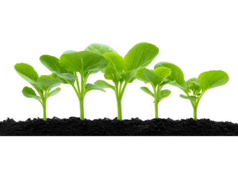 Green vegetable seedlings growing in soil isolated on transparent background, perfect for eco and nature visuals..