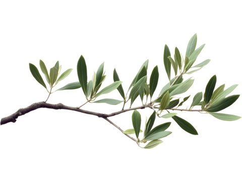 Olive branch with green leaves isolated on transparent background, perfect for organic, nature, and design visuals..