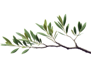 Fototapeta premium Olive branch with green leaves isolated on transparent background, perfect for organic, nature, and design visuals..