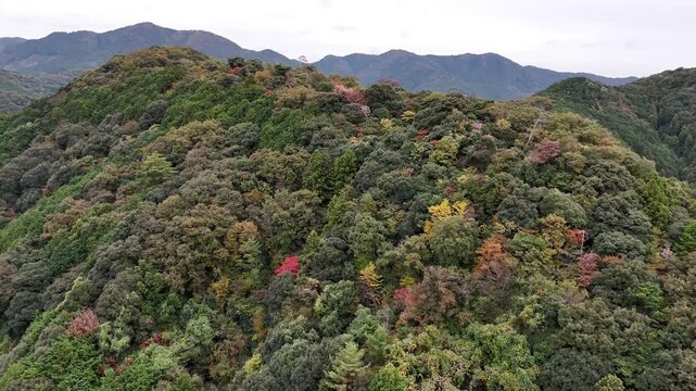日本のドローン映像　秋の山の斜面に沿って斜めに進みながら空撮