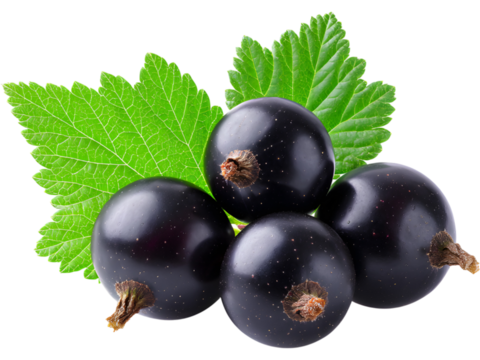 Black currant berries with leaves isolated on transparent background, perfect for fruit and nutrition visuals..