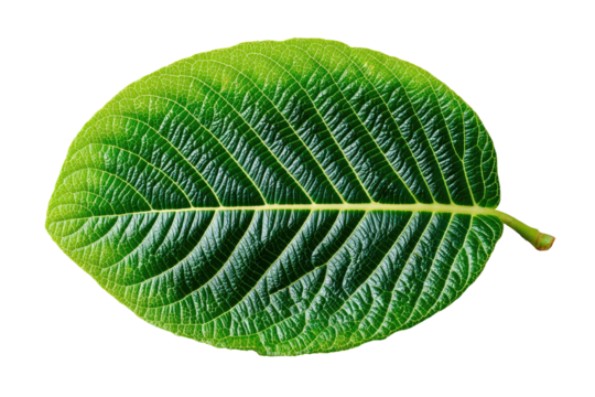 Bright green, oval leaf with prominent veins isolated on black