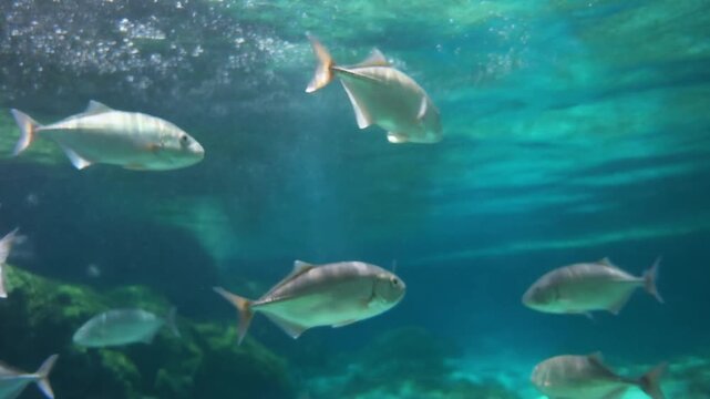 Shoal of Silver Fish in Clear Blue Water