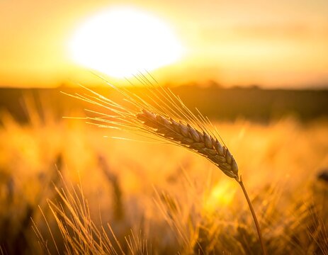 Close-up of wheat ear illuminated by setting sun's warm glow - Powered by Adobe