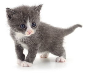 Gray and white kitten isolated on white background