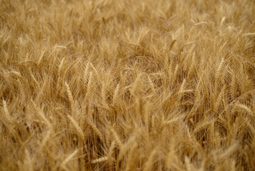 Golden wheat field ready for harvest
