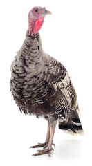 Turkey bird isolated on white background