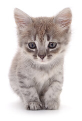 Cute gray tabby kitten isolated on white background