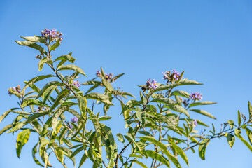 Solanum lanceolatum, orangeberry nightshade and lanceleaf nightshade, is a species of nightshade. Kenneth Hahn State Recreation Area, Baldwin Hills Mountains of Los Angeles, California.