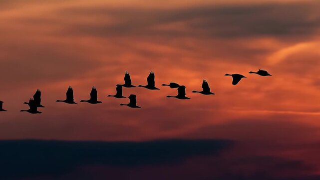 Flock Birds Silhouetted Vibrant Sunset Sky Flying Formation