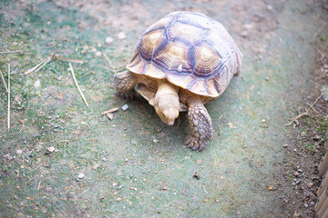 Exotic turtle portrait on a green ground