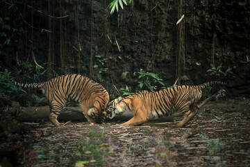Fototapeta premium Sumatran tigers are seen fighting in the bushes