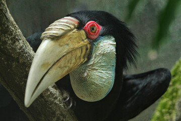 close up of a hornbill