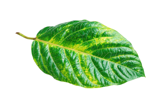 Bright green leaf, yellow spots, isolated against black - Powered by Adobe