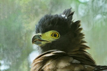 close up of a spilornis cheela spreading its feathers