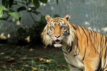 close up of a Sumatran tiger standing and looking at the camera