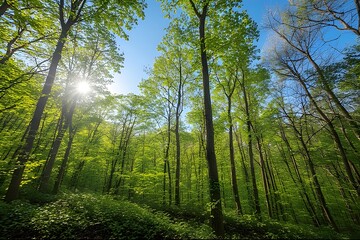 Obraz premium Green mountain forest under bright summer sun, fresh leaves, clean blue sky, high clarity, vibrant natural color palette.