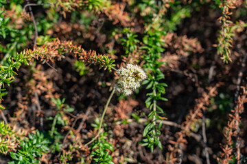 Eriogonum fasciculatum is a species of wild buckwheat, California buckwheat and flat-topped buckwheat. Kenneth Hahn State Recreation Area, Baldwin Hills Mountains of Los Angeles, California.