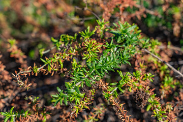 Eriogonum fasciculatum is a species of wild buckwheat, California buckwheat and flat-topped buckwheat. Kenneth Hahn State Recreation Area, Baldwin Hills Mountains of Los Angeles, California.