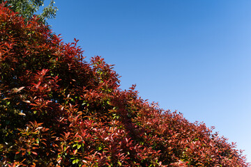 Red New Leaves Shining in Blue Sky①