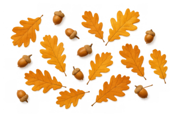 Autumn oak leaves and acorns falling, creating a seasonal pattern for fall designs, transparent background