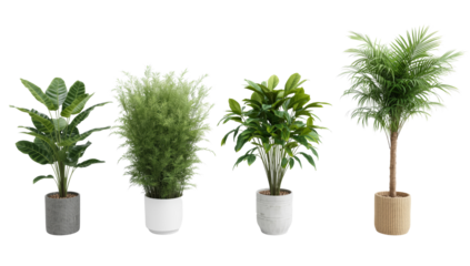 Collection of diverse indoor plants in decorative pots, adding a touch of greenery to contemporary