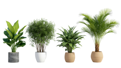 Exotic indoor plant collection bringing freshness and natural beauty to contemporary interiors on