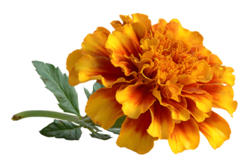 fresh marigold or tagetes erecta flower isolated on white background with full depth of field.