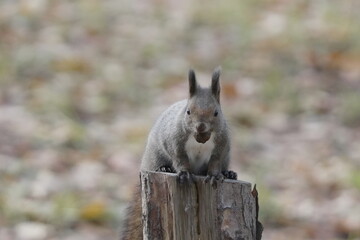 木の実を食べるエゾリス