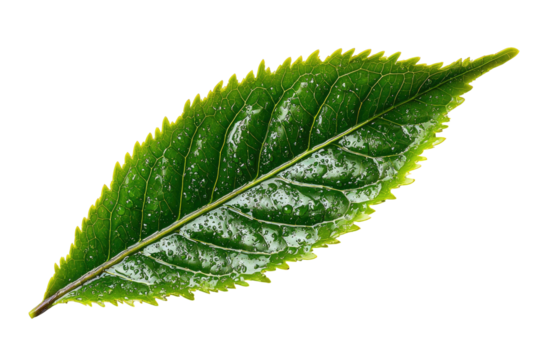 Glossy green leaf with serrated edges and water droplets
