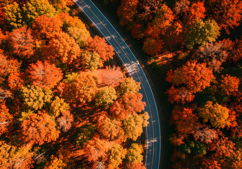 autumn season trees areal view from up side, a road passing by autumn season  trees, autumn season trees beautiful view, a road passing between trees,