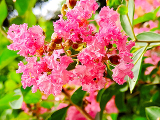 A vibrant spray of pink flowers, softly textured against a background of lush green leaves, joyful.