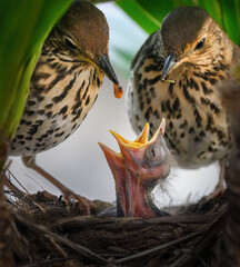Song thrush (Turdus philomelos) parents feeding their hungry baby chicks a worm.