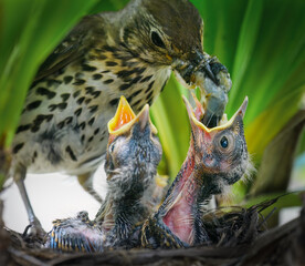 Song thrush (Turdus philomelos) feeding her hungry baby chicks a giant worm.