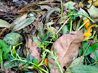 Decaying leaves and organic garden waste compose a textured, natural, earth-toned ground cover.