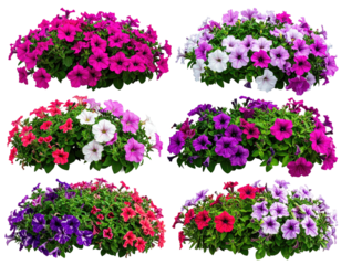 Six colorful petunia clusters on a black background