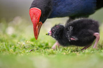 Pukeko mother feeding the chick of fresh green grass. Western Springs Park, Auckland.