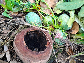 Rustic arrangement showcases fallen green fruits and an empty coconut shell on dry leaves.