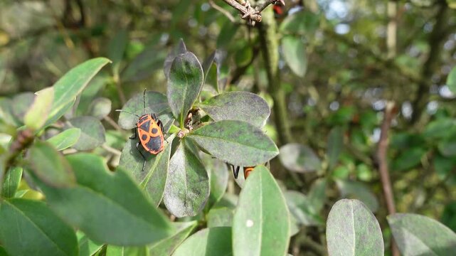 Nature Closeup Footage and Macro insect on leaf