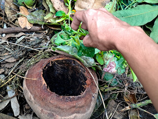 Hand gathers a vibrant green plant near a hollowed coconut on dry leaves, evoking earthy tones